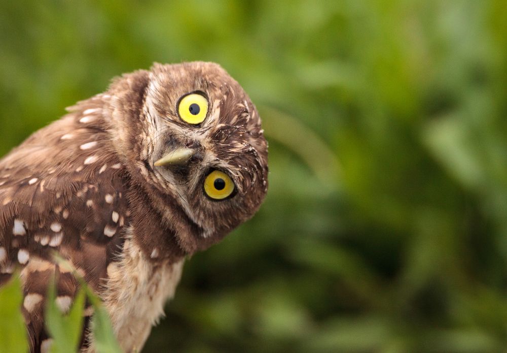 Owl tilting its head