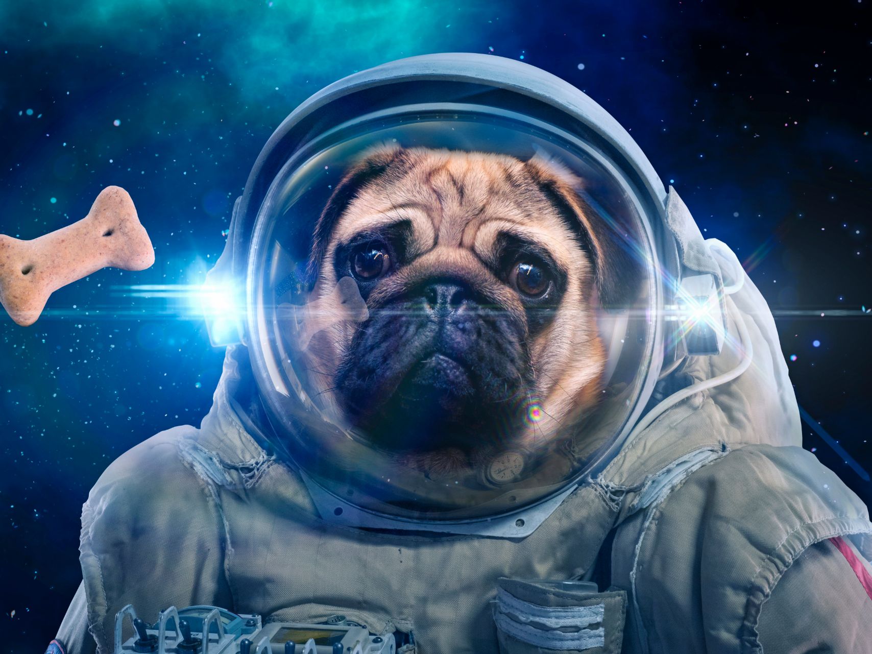 space pug